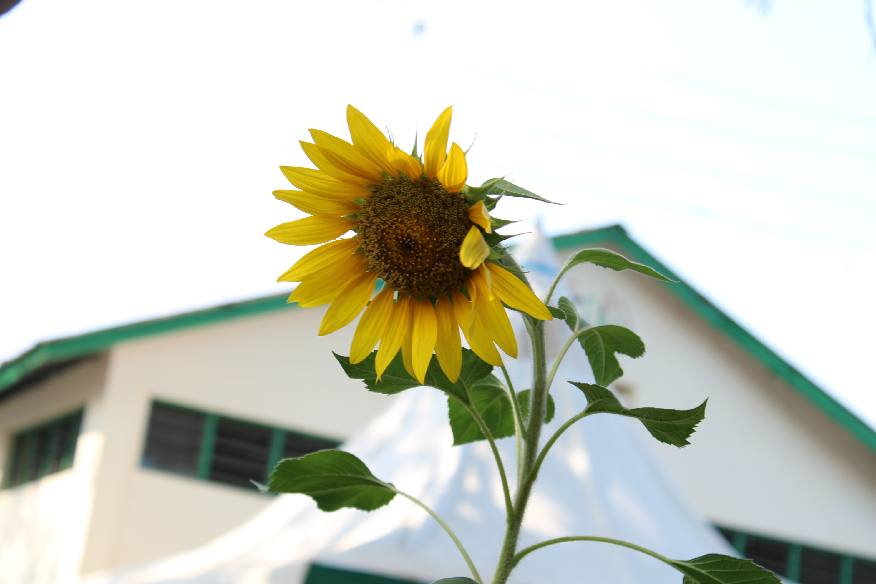 Sunflower plant