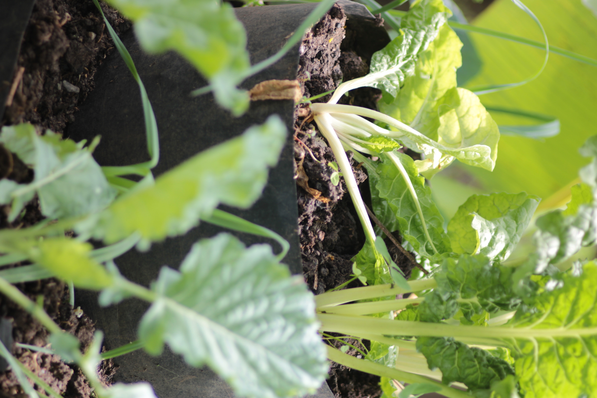 Growing spinach on kitchen garden