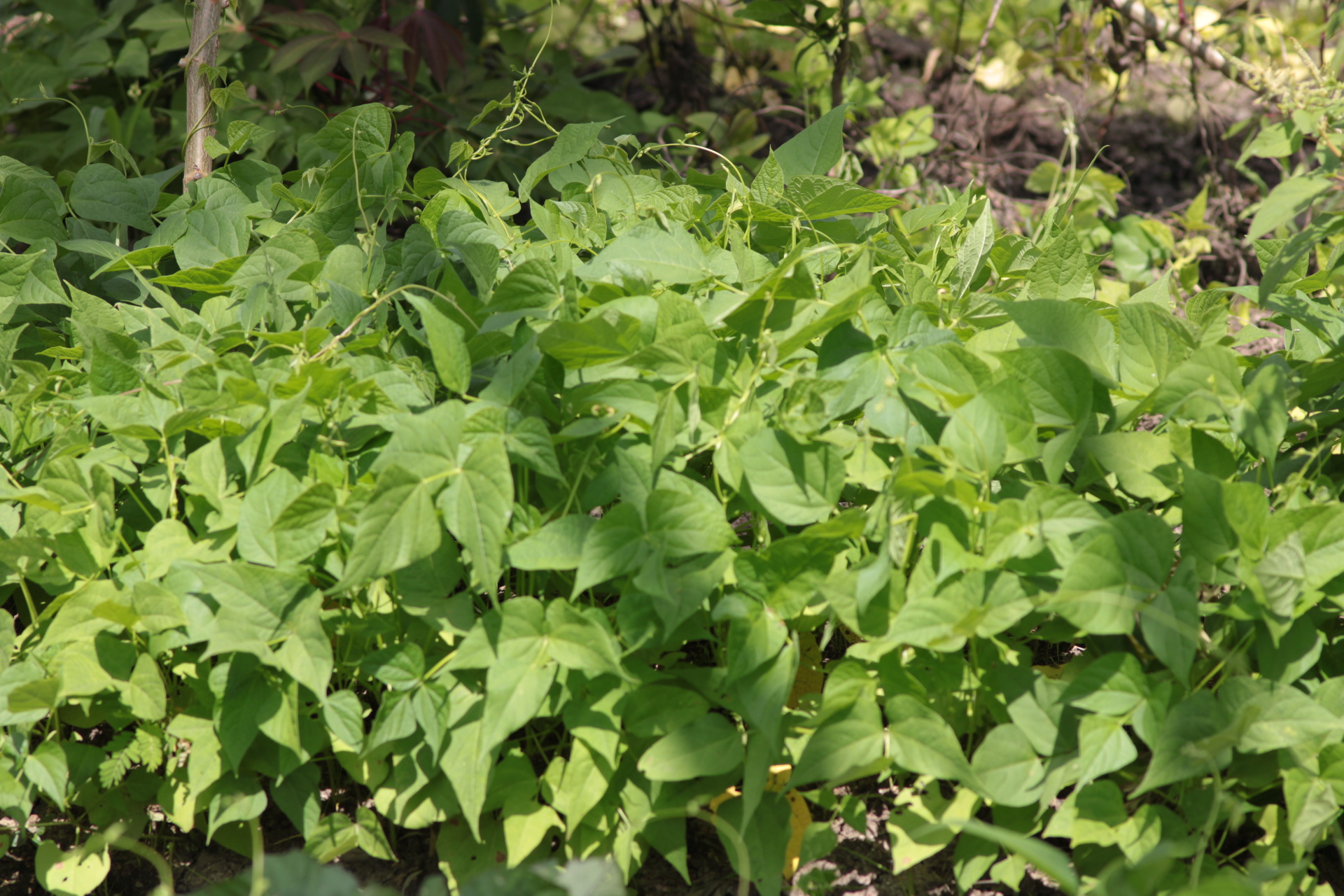 Pest free bean plants