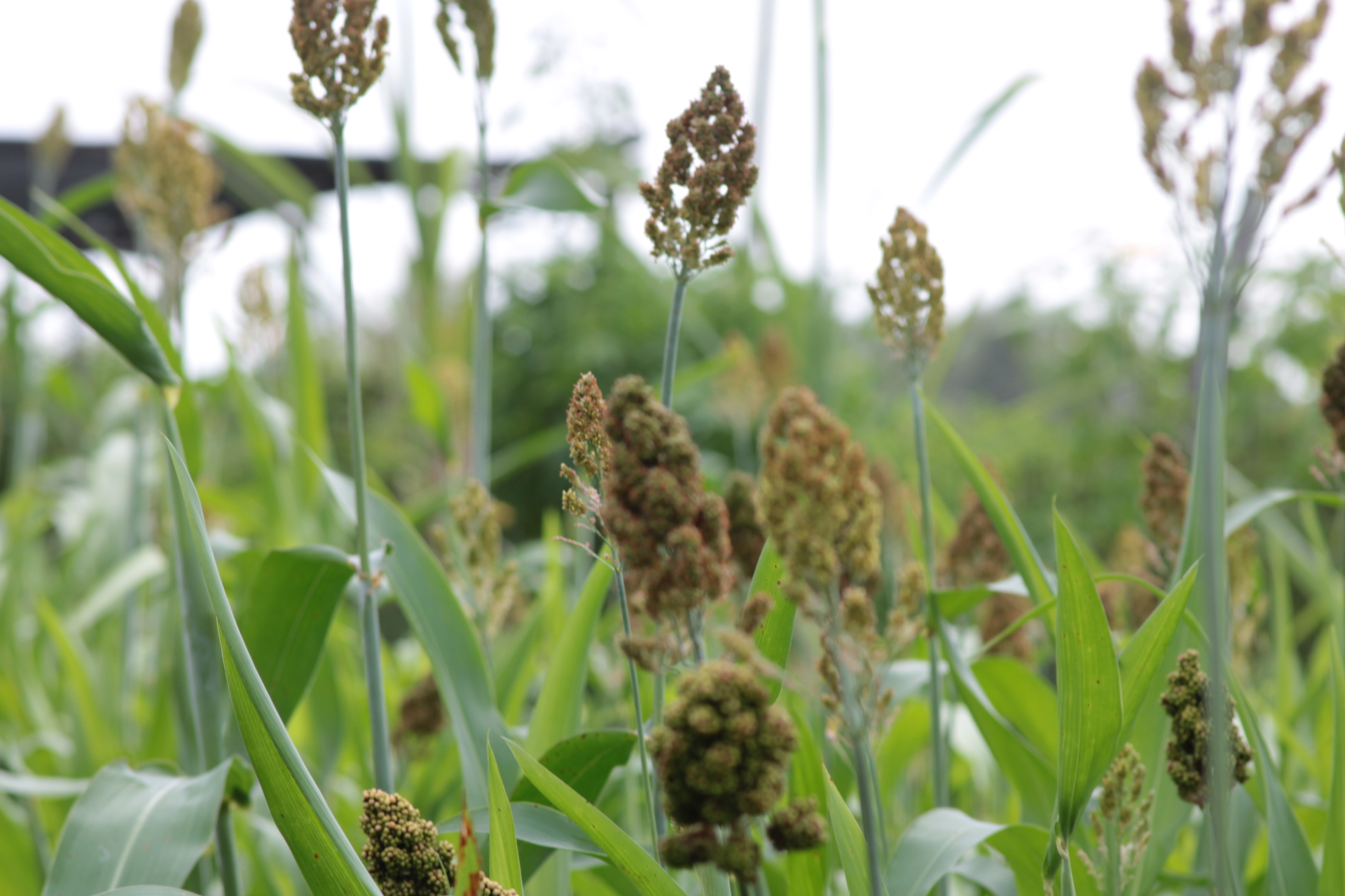 Healthy sorghum crops