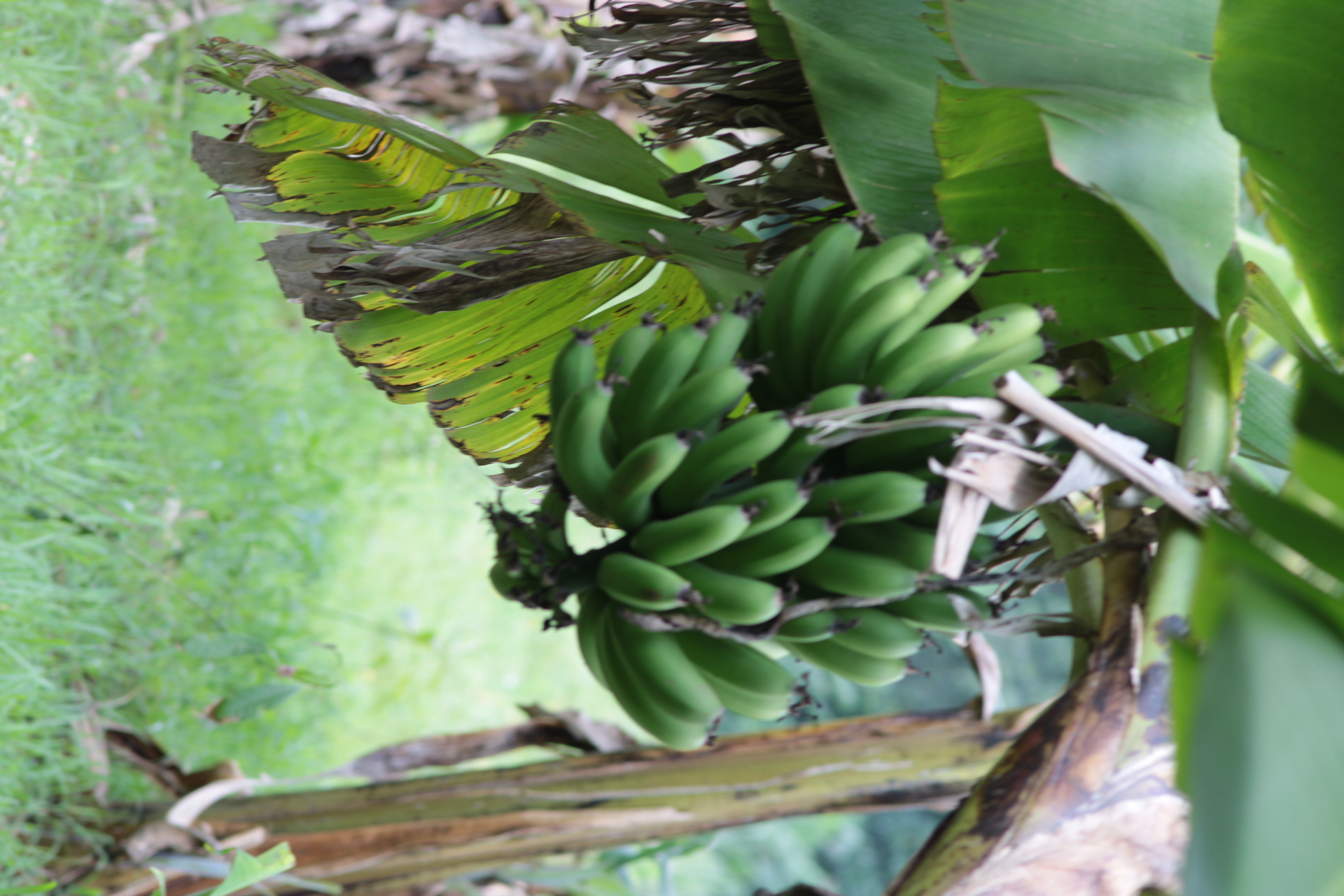Green banana fruit