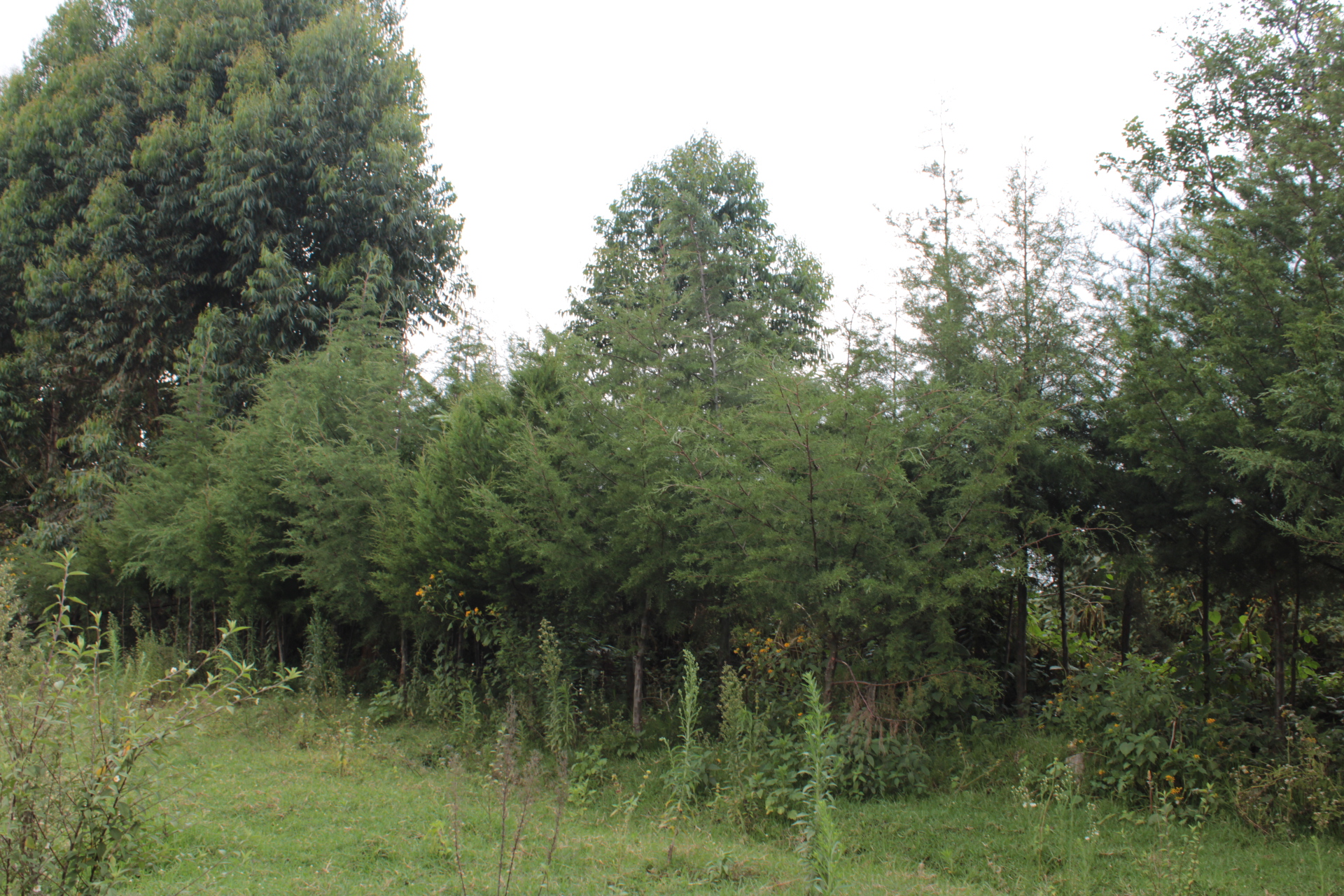 Cypress trees at the edge of an arable farm as wind breakers, trap road side dust and improve soil fertility 