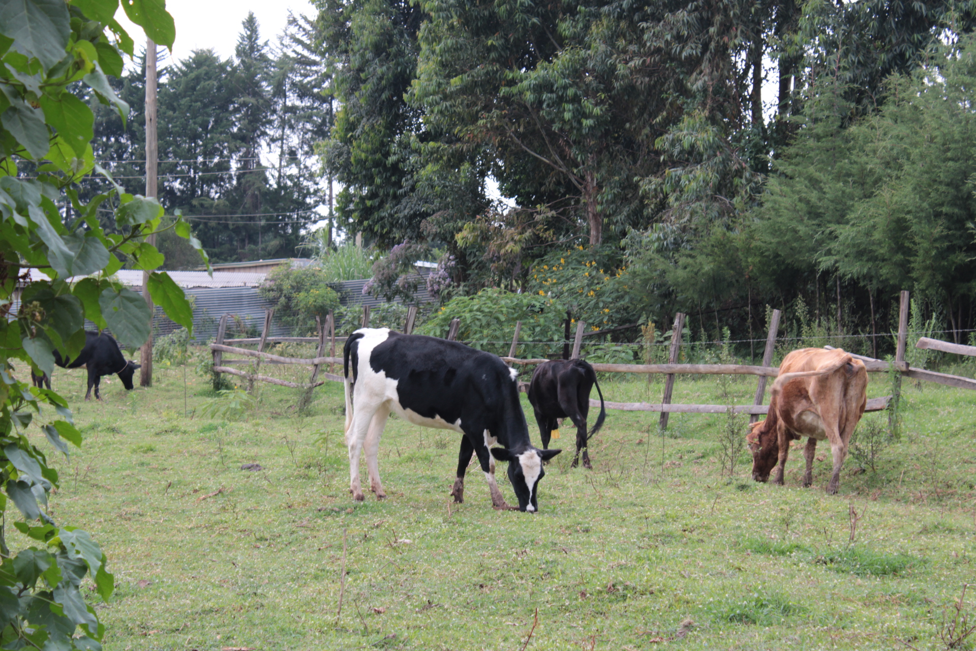 Green pastures promotes resilient  animal health