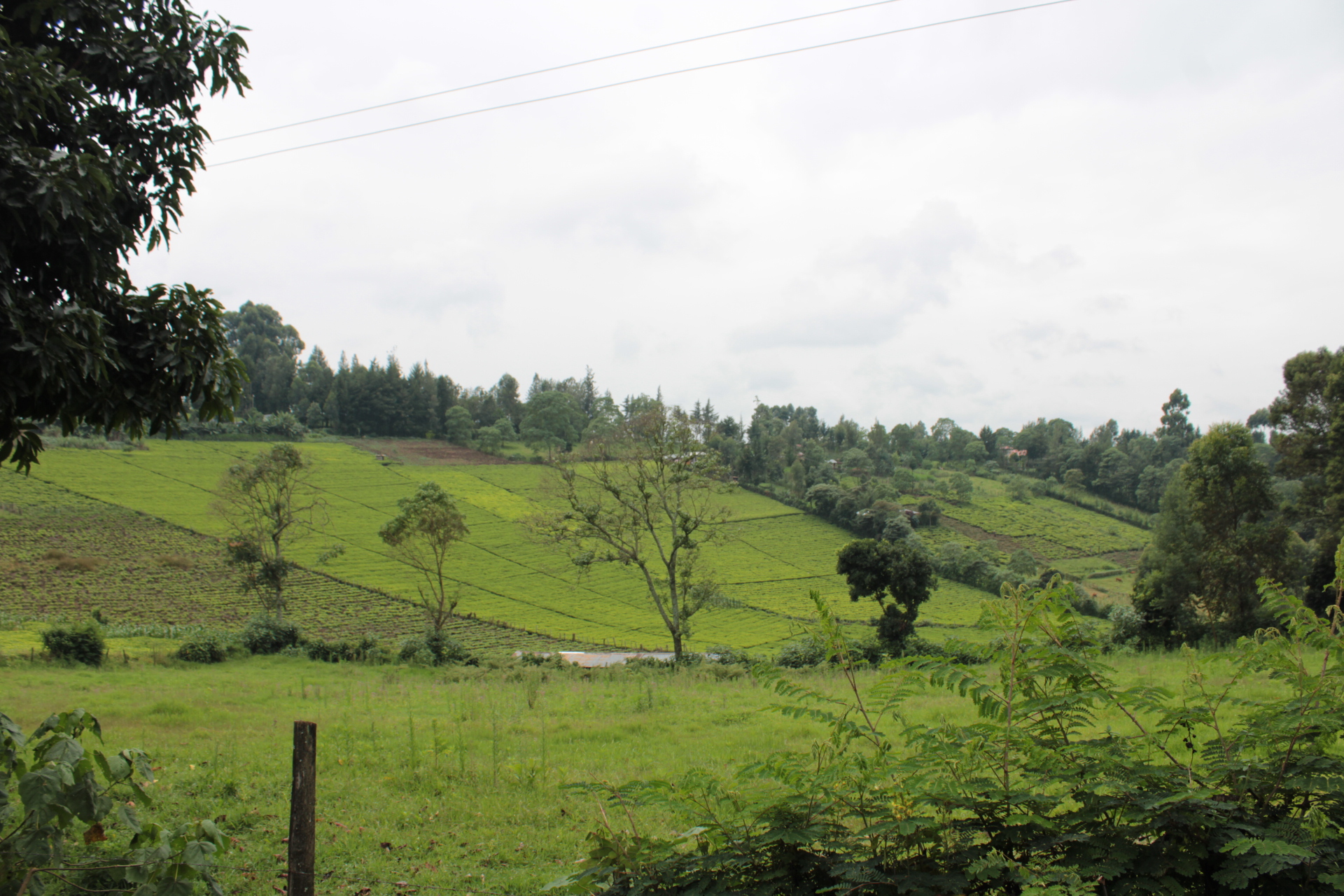 Biodiversity at play, integrating agroforestry to a tea farm