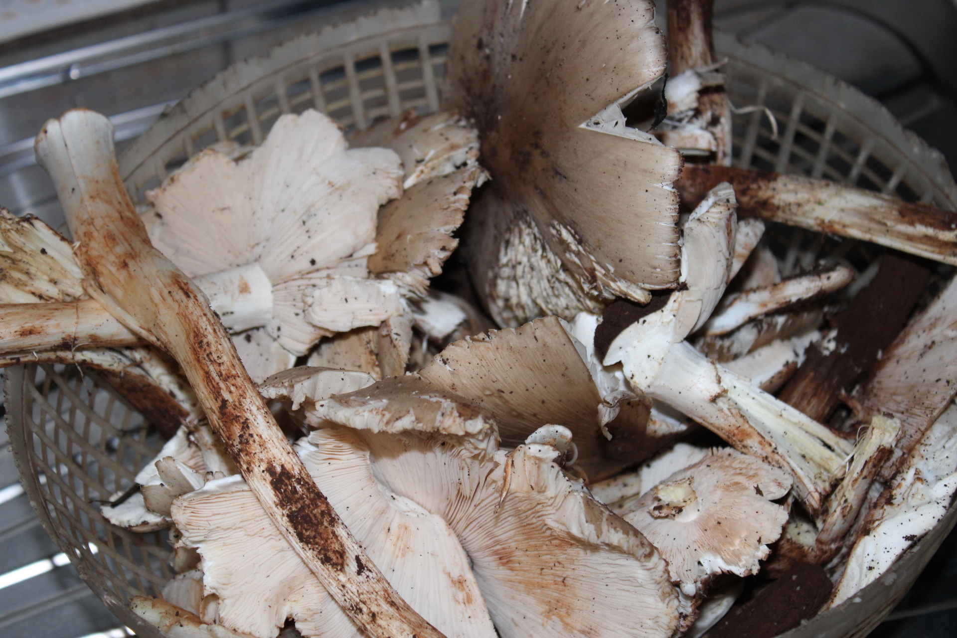 Mushrooms: From nature to table