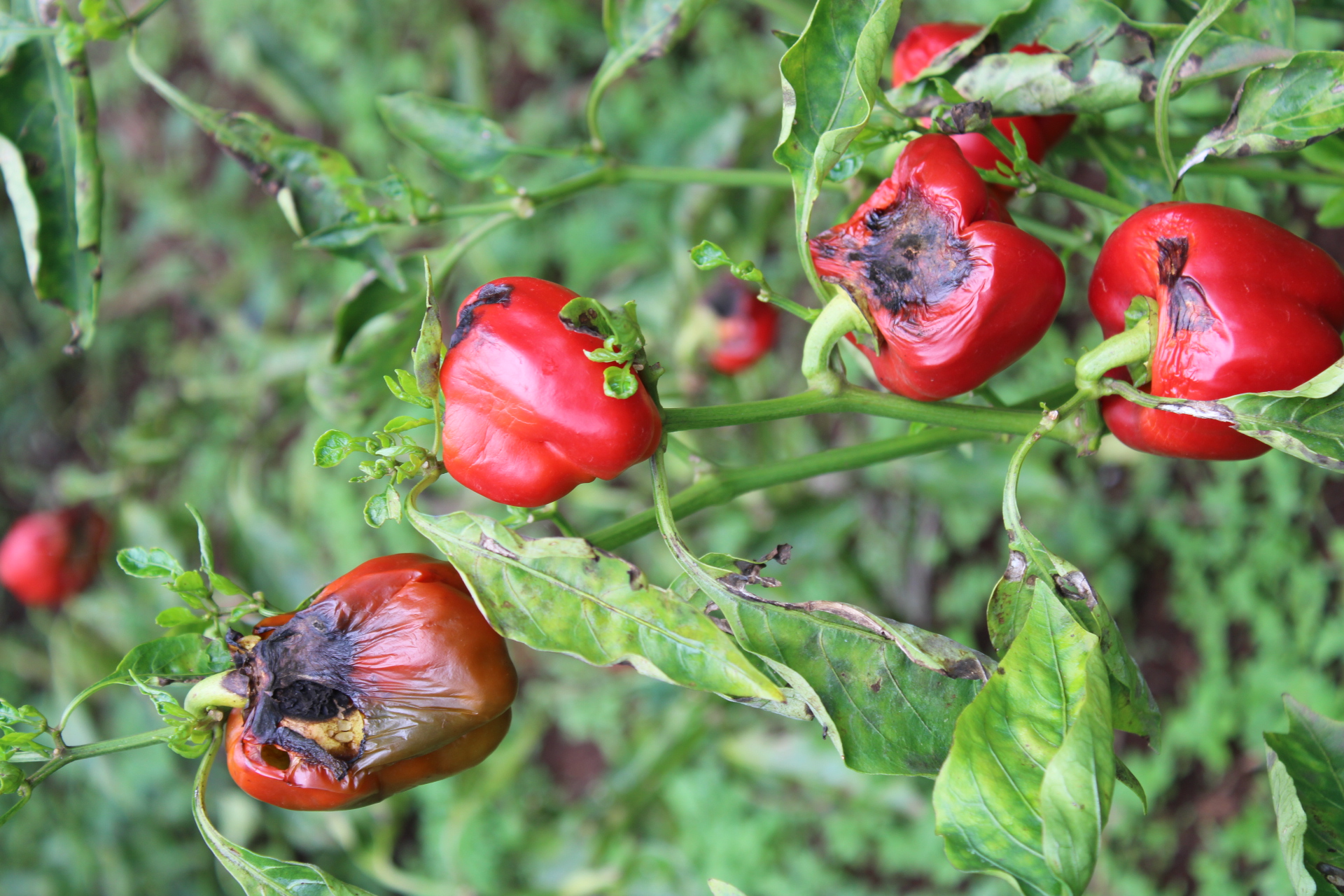 Blossom-end rot disease on capsicum fruits (pili pili hoho)