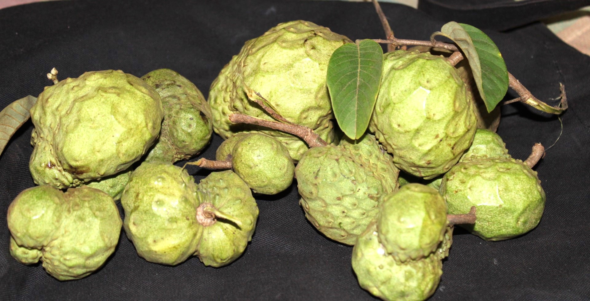 Custard Apple fruits; exotic fruits 